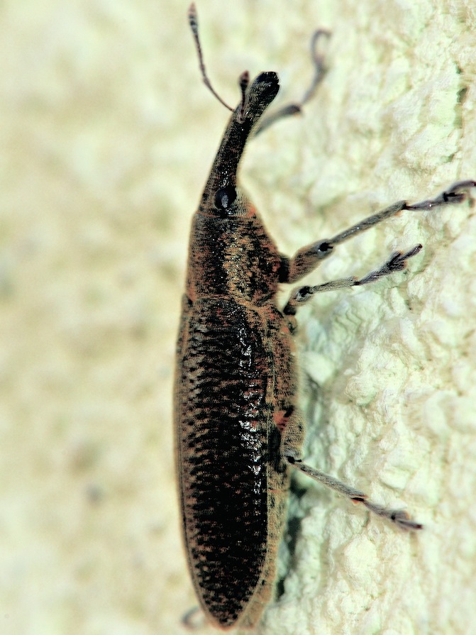 Lixus sp.